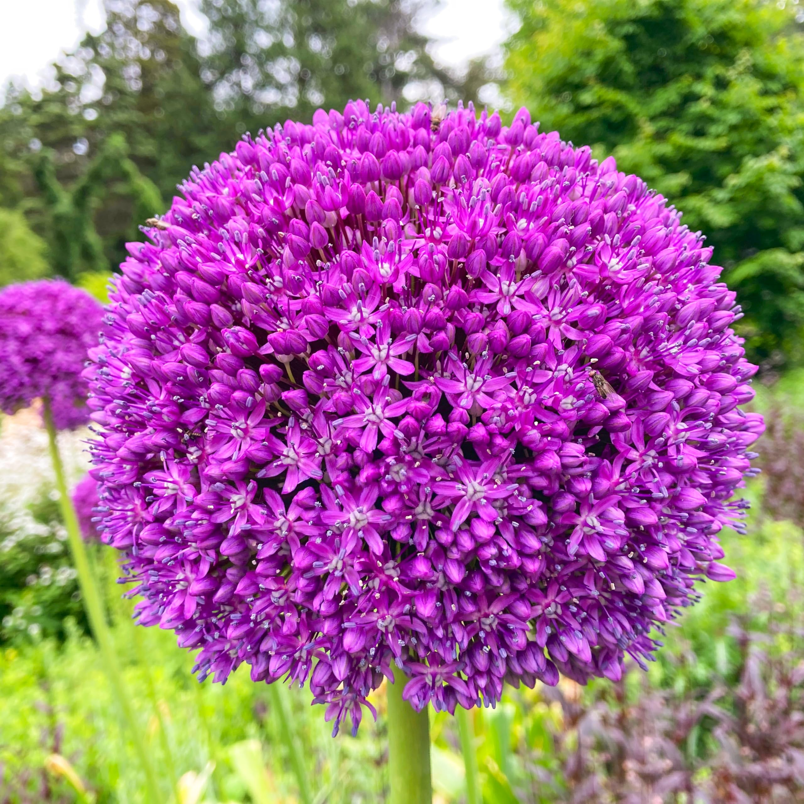 50 Pcs/bag, Purple Giant Allium Giganteum Beautiful Flower Seeds